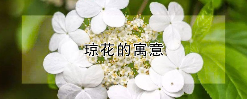 琼花的寓意 琼花的寓意和象征在道教中的意义