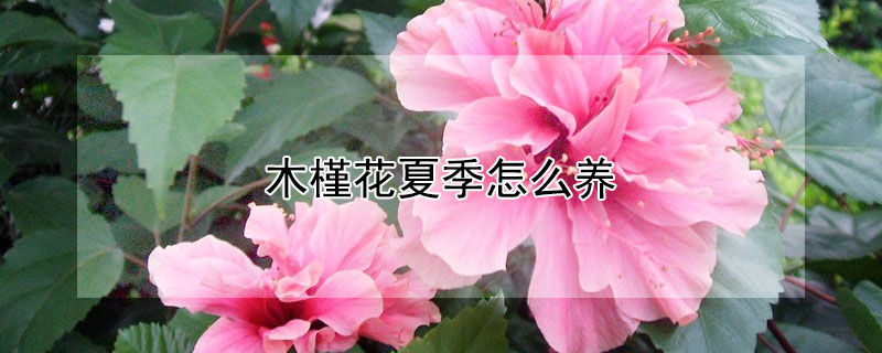 木槿花夏季怎么养（木槿花夏季怎么养护和浇水）