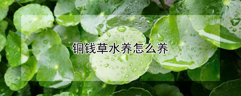 铜钱草水养怎么养（铜钱草水养怎么养才能更旺盛）