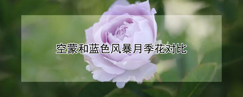 空蒙和蓝色风暴月季花对比（空濛和蓝色风暴）