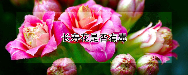 长寿花是否有毒 长寿花花有毒吗?