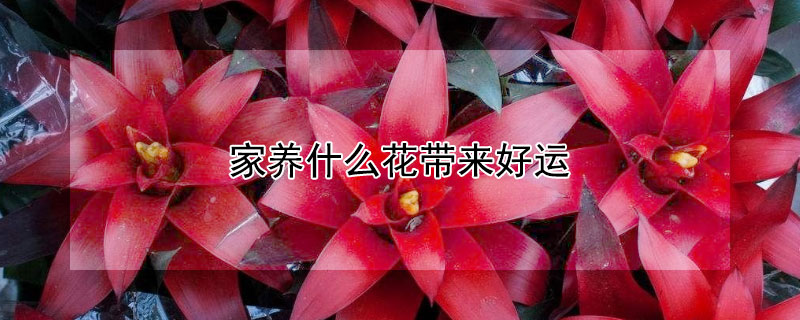 家养什么花带来好运 风水里最吉祥的花