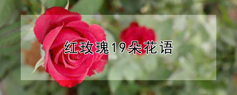 红玫瑰19朵花语 红玫瑰19朵花语及寓意