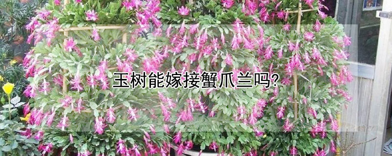 玉树能嫁接蟹爪兰吗? 玉树能嫁接蟹爪兰吗视频