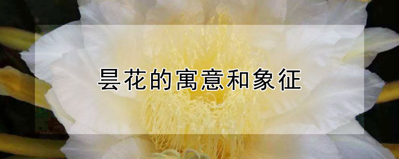 昙花的寓意和象征 看见昙花的寓意和象征