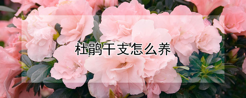 杜鹃干支怎么养 杜鹃花干支怎么养