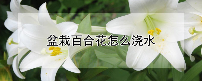 盆栽百合花怎么浇水（盆栽百合花怎么浇水最好）