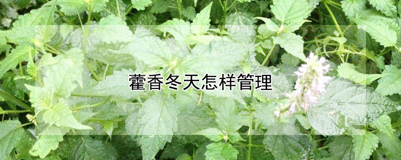 藿香冬天怎样管理（藿香冬天怎样管理才能开花）