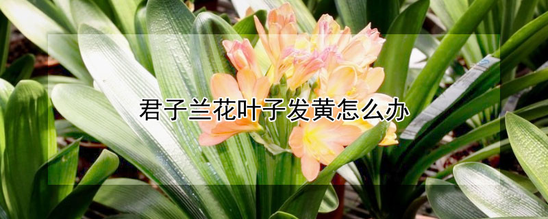 君子兰花叶子发黄怎么办 君子兰花叶子发黄怎么办小妙招