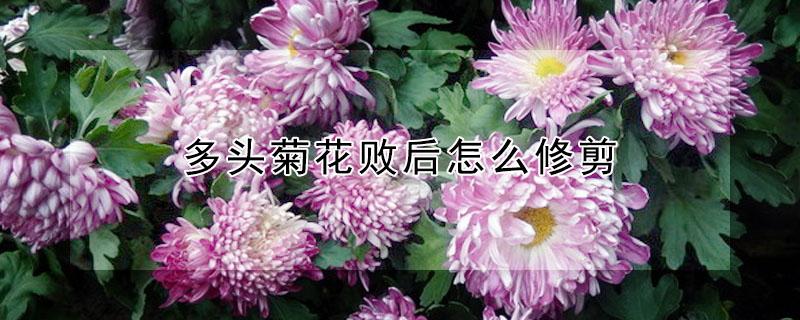 多头菊花败后怎么修剪 多头菊花开败了怎么修剪