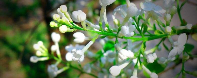 白丁香花的寓意（白丁香花的寓意与象征）