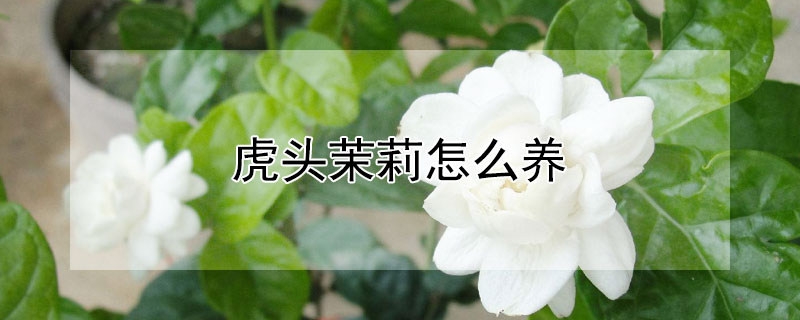 虎头茉莉怎么养（虎头茉莉怎么养才能长的快）