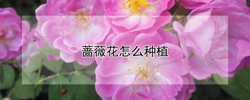 蔷薇花怎么种植 蔷薇花怎么种植扦插