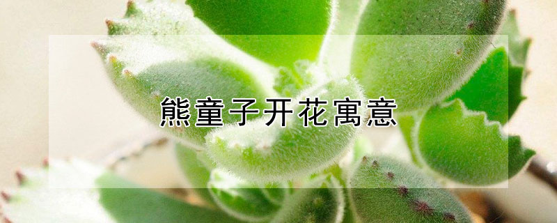 熊童子开花寓意 熊童子开什么样的花