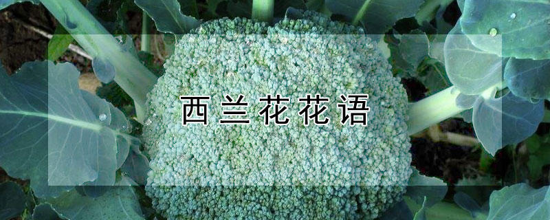 西兰花花语（西兰花花语和寓意是什么）