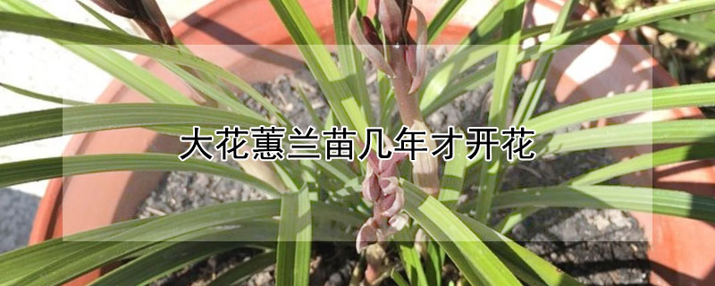 大花蕙兰苗几年才开花 大花蕙兰苗几年才开花结果