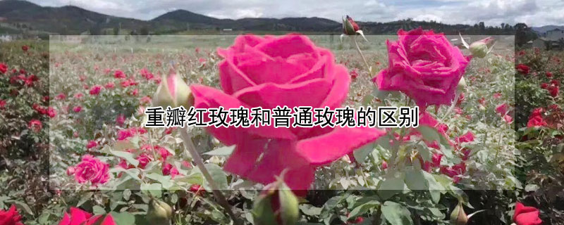 重瓣红玫瑰和普通玫瑰的区别 哪种玫瑰花祛斑效果最好