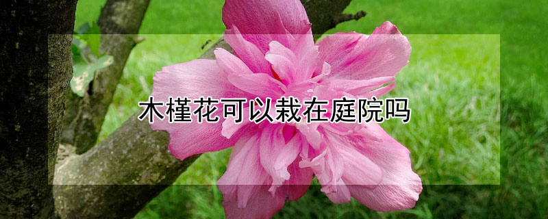 木槿花可以栽在庭院吗 木槿花可以栽院内吗