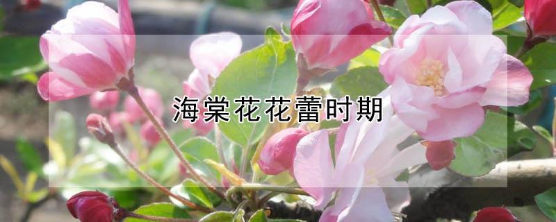 海棠花花蕾时期 海棠花花蕾时期开花吗