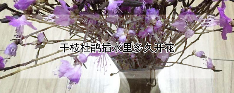 干枝杜鹃插水里多久开花（干枝杜鹃插水里养殖方法）