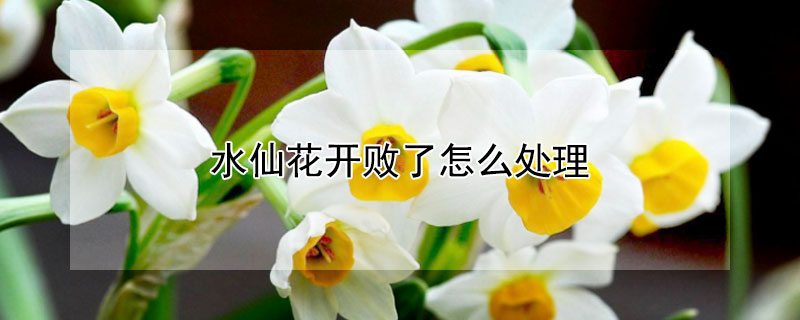 水仙花开败了怎么处理 水仙花开败了怎么处理好