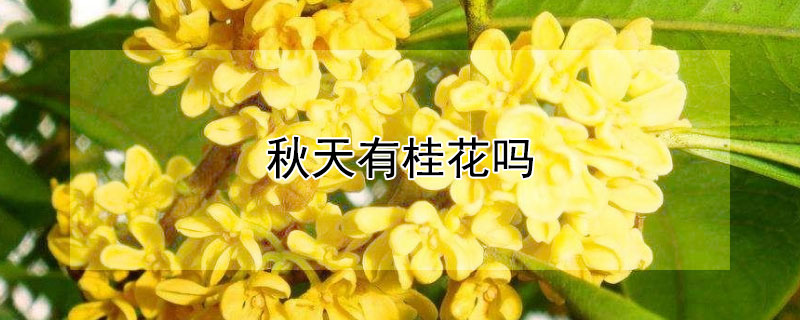 秋天有桂花吗（秋天有桂花吗为什么）