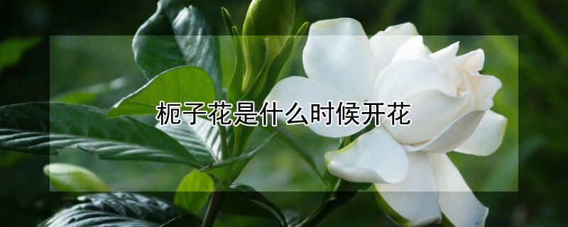 枙子花是什么时候开花（枙子花是什么时候开花的）