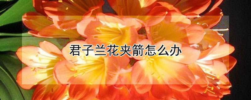 君子兰花夹箭怎么办（君子兰开花夹箭怎么办视频）