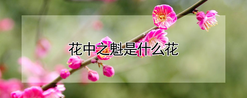 花中之魁是什么花 花中之魁是什么花的别称