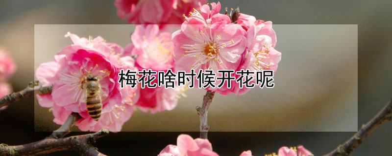 梅花啥时候开花呢（梅花什么时侯开）