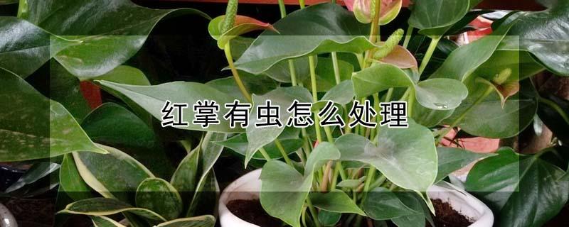 红掌有虫怎么处理 红掌长虫子怎么办