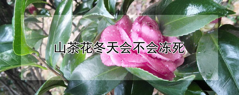 山茶花冬天会不会冻死 冬天冻不死的20种花