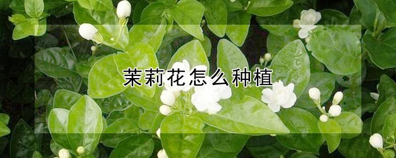 茉莉花怎么种植 茉莉花怎么种植方法