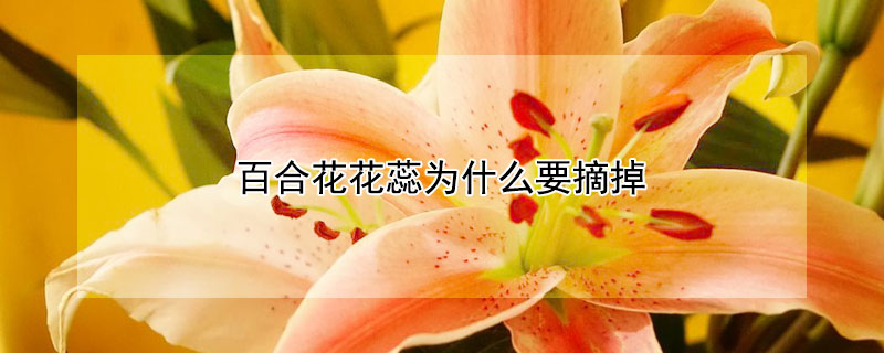 百合花花蕊为什么要摘掉（百合花为什么是死人花）