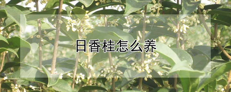 日香桂怎么养 日香桂怎么养才能枝繁叶茂好