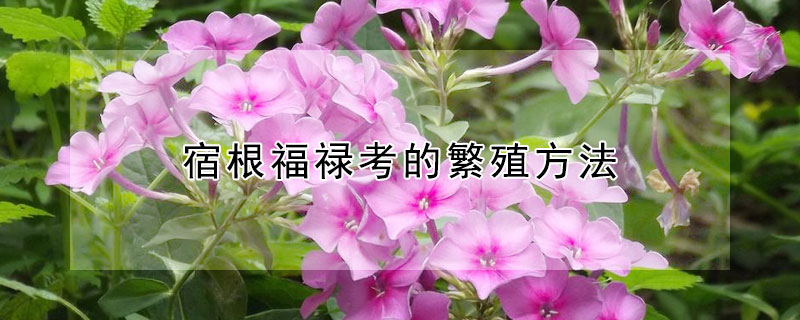 宿根福禄考的繁殖方法 宿根福禄考种植方法如何播种