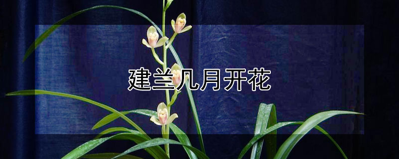 建兰几月开花（建兰几月开花几月发芽）