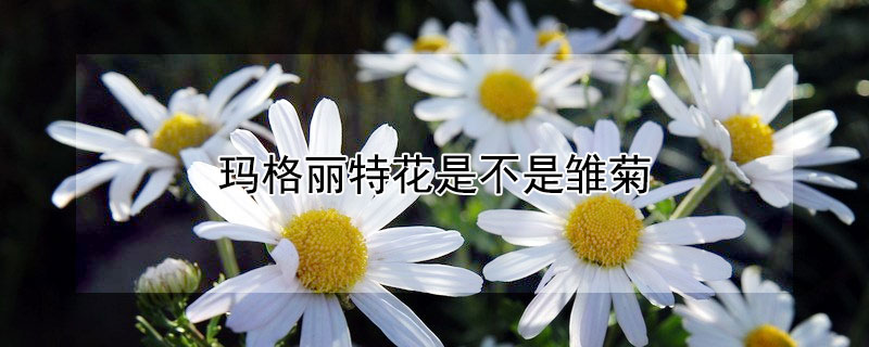 玛格丽特花是不是雏菊（玛格丽特雏菊怎么养能开花）