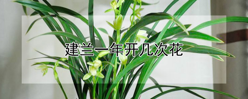 建兰一年开几次花（建兰一年开几次花?）