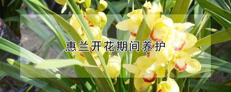 惠兰开花期间养护 惠兰开花期间养护注意事项