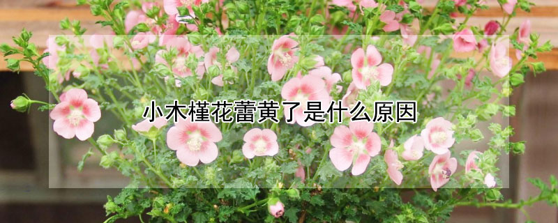 小木槿花蕾黄了是什么原因（小木槿花蕾黄了是什么原因引起的）