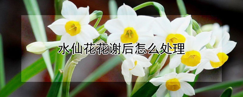 水仙花花谢后怎么处理（水仙花花谢后怎么处理视频）