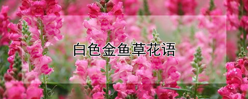 白色金鱼草花语（白色金鱼草花的花语）