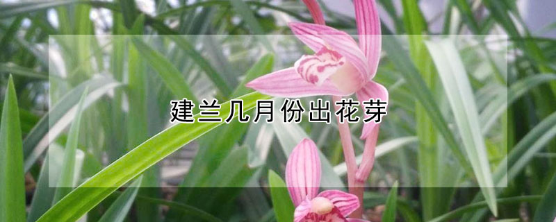 建兰几月份出花芽 建兰几月份出花芽啊