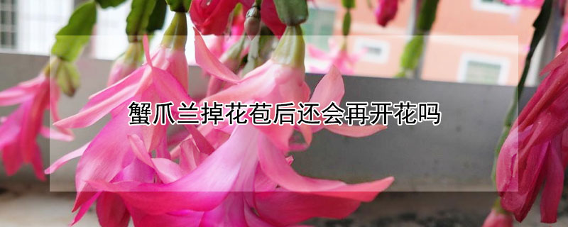 蟹爪兰掉花苞后还会再开花吗 蟹爪兰掉花苞后还会再开花吗图片