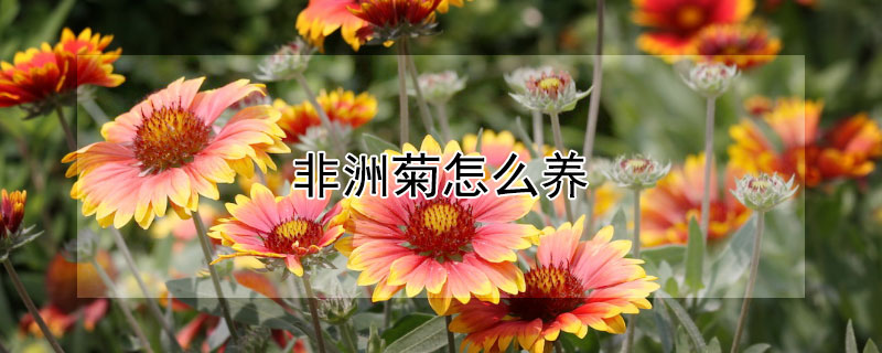 非洲菊怎么养（非洲菊怎么养护和浇水）