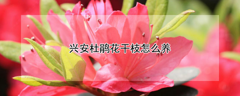 兴安杜鹃花干枝怎么养（兴安杜鹃花干枝怎么养的）