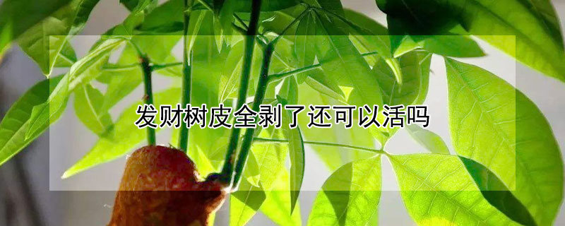 发财树皮全剥了还可以活吗（树皮剥了一圈还能活吗）