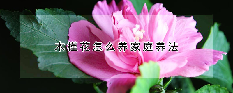 木槿花怎么养家庭养法 木槿花怎么养家庭养法大全