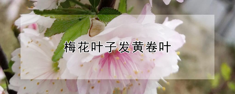 梅花叶子发黄卷叶（梅花叶子发黄卷叶怎么处理）